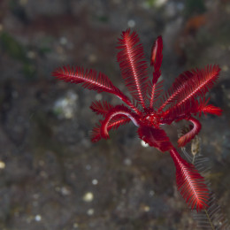 20150430_Klein-aber-oho-Makrofotografie-im-Indischen-Ozean_freischwimmender-Federstern_EC2015-9335